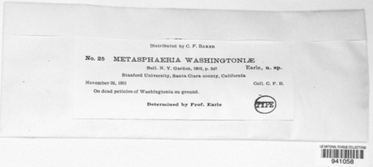 Metasphaeria washingtoniae image
